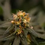 Amnesia - Paradise Seeds
