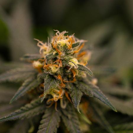 Amnesia - Paradise Seeds