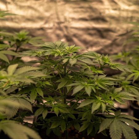 Paradise Seeds - Purple Mints