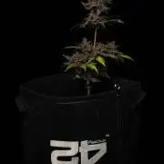 Purple Lemonade Auto RF3 - FastBuds