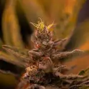 Guava Auto RF3 - FastBuds