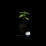 Special Kush - Paradise Seeds