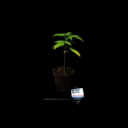 Special Kush - Paradise Seeds