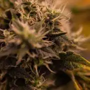 Banana Purple Auto - Paradise Seeds