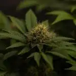 Acid - Paradise Seeds