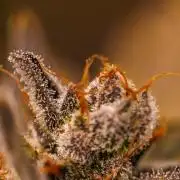 Guava Auto RF3 - FastBuds