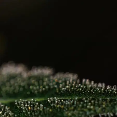Spliff Seeds - Nevilles Haze