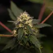 Blue Berry - Spliff Seeds
