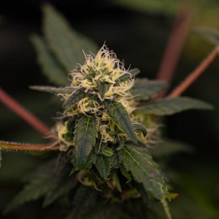 Blue Berry - Spliff Seeds