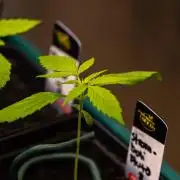 Paradise Seeds - Stromboli Auto