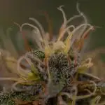 White Berry - Paradise Seeds