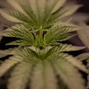 Z42 - FastBuds