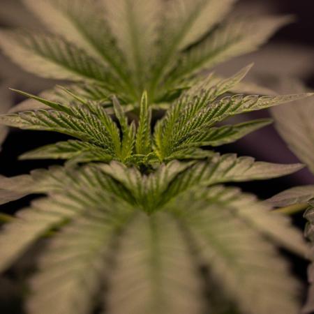 Z42 - FastBuds