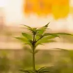 Spliff Seeds - CBD Medi Kush