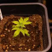 Spliff Seeds - Gelato Auto