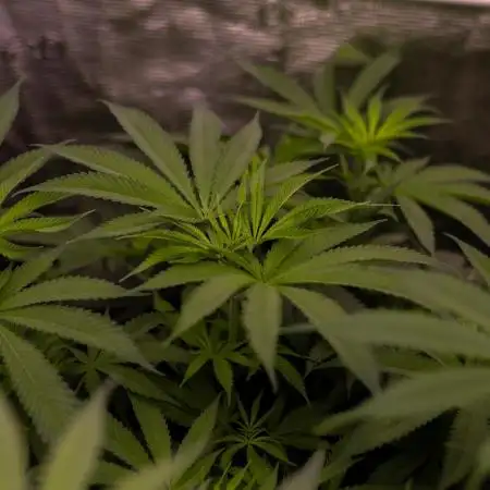 Spliff Seeds - Blue Berry