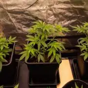 Purple Berry Kush - Spliff Seeds
