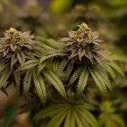 Rainbow Road - Paradise Seeds