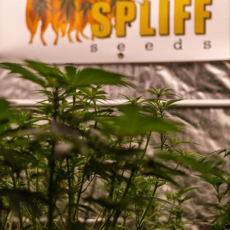 Spliff Seeds - CBD Spliff Berry