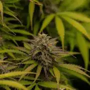 Spliff Seeds - Gelato Auto