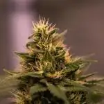 Spliff Seeds - Blue Berry