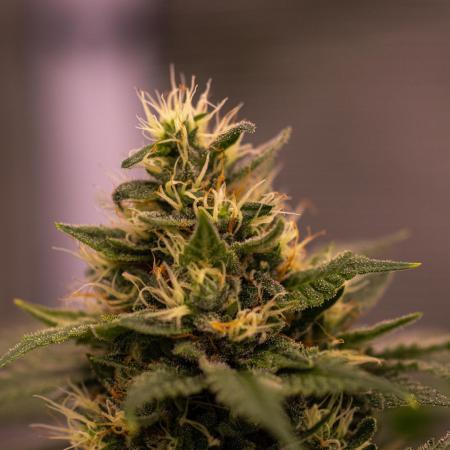 Spliff Seeds - Blue Berry