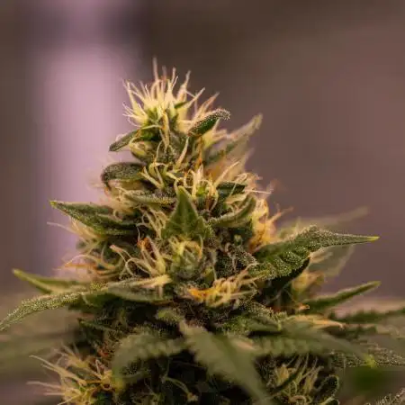 Spliff Seeds - Blue Berry