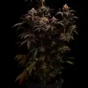 Biscotti Gelato - FastBuds