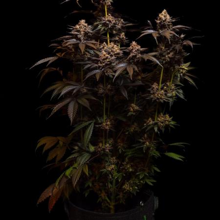 Biscotti Gelato - FastBuds