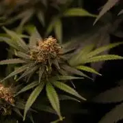 Amnesia - Paradise Seeds