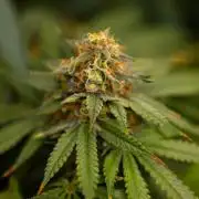 Purple Berry Kush - Spliff Seeds