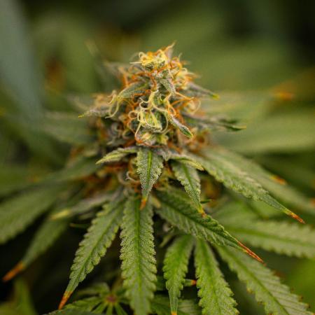 Purple Berry Kush - Spliff Seeds