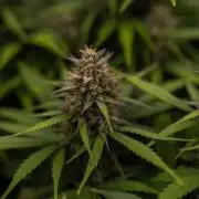 Dutch Blue Auto - Spliff Seeds
