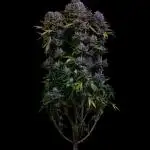 Spliff Seeds - Blue Dream #2