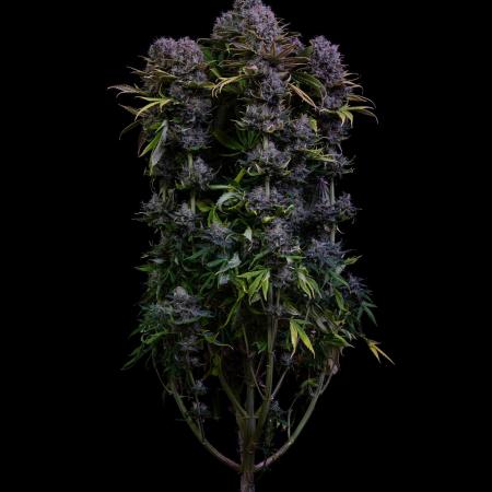 Spliff Seeds - Blue Dream #2