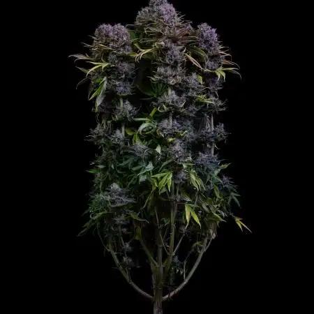 Spliff Seeds - Blue Dream #2