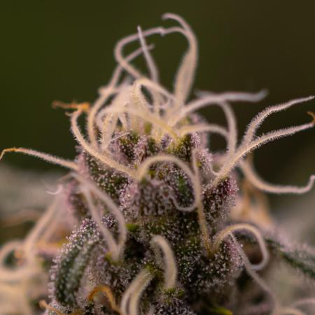 Zkittlez - Spliff Seeds