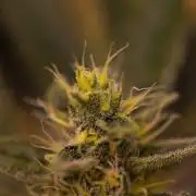 Guava Auto RF3 - FastBuds