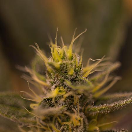 Guava Auto RF3 - FastBuds