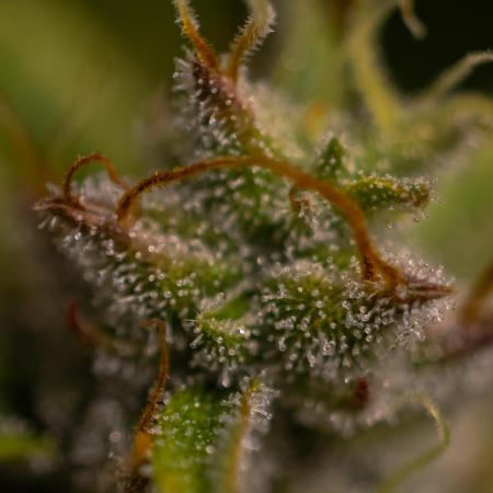 Blue Dream Auto - Spliff Seeds