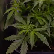 Paradise Seeds - Vertigo Auto