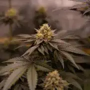 Biscotti Gelato - FastBuds