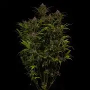 Paradise Seeds - Vertigo Auto