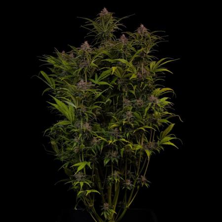 Paradise Seeds - Vertigo Auto