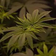 Special Kush - Paradise Seeds