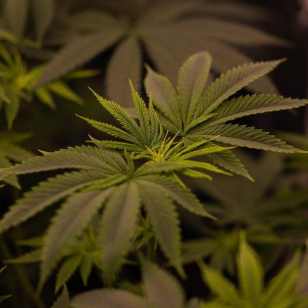 Special Kush - Paradise Seeds