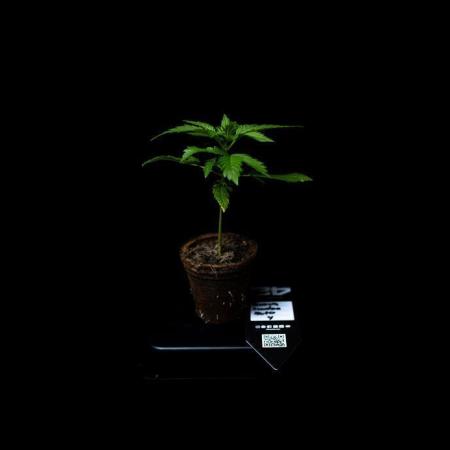 Guava Sundae Auto