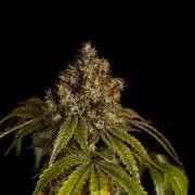 Spliff Seeds - CBD Medi Kush