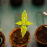 Special Kush - Paradise Seeds