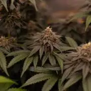 Lemon Cherry Runtz - Fast Buds